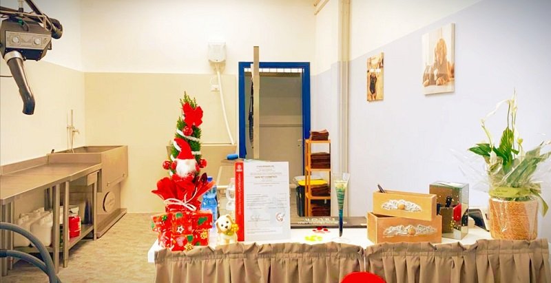 Toelettatura Batti La Zampa - cani e gatti - Foto 6