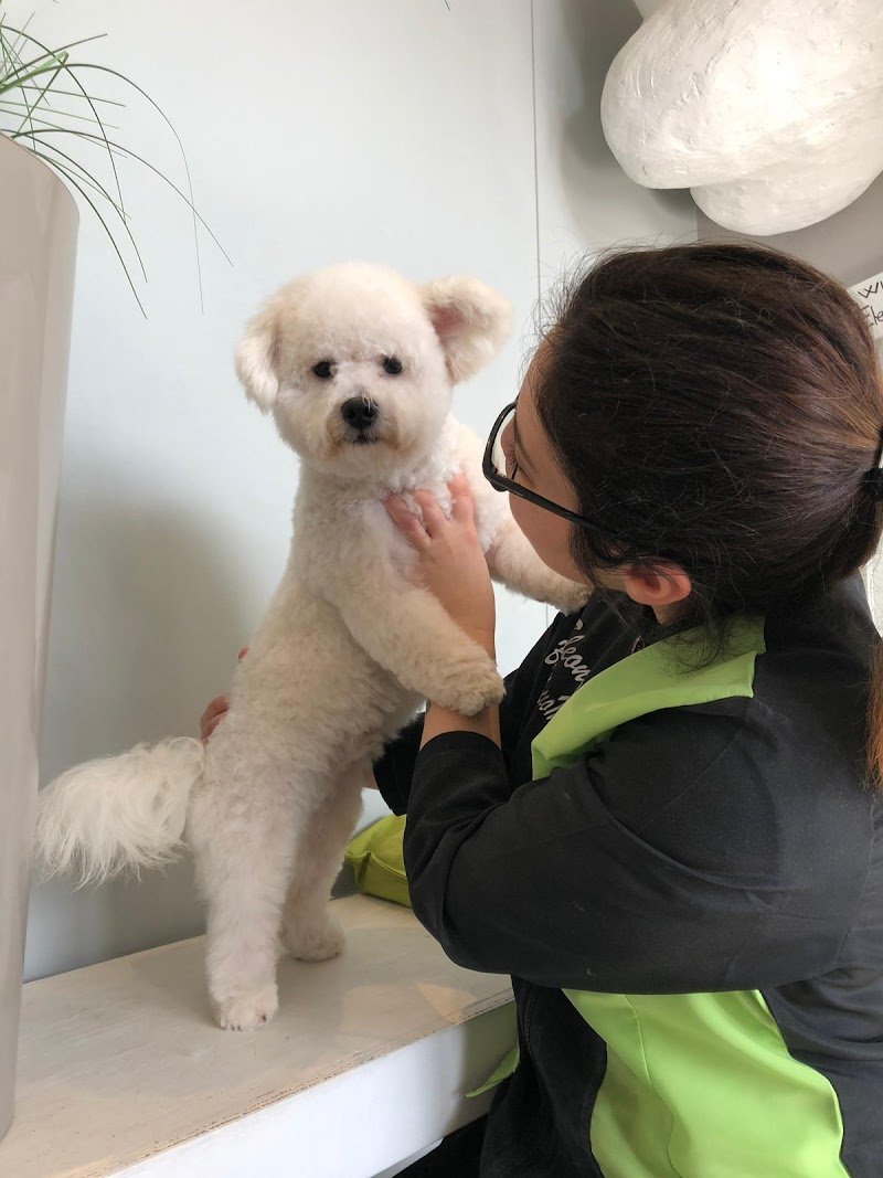 Toelettatura Bau Bau Micio Micio Brescia - Foto 2