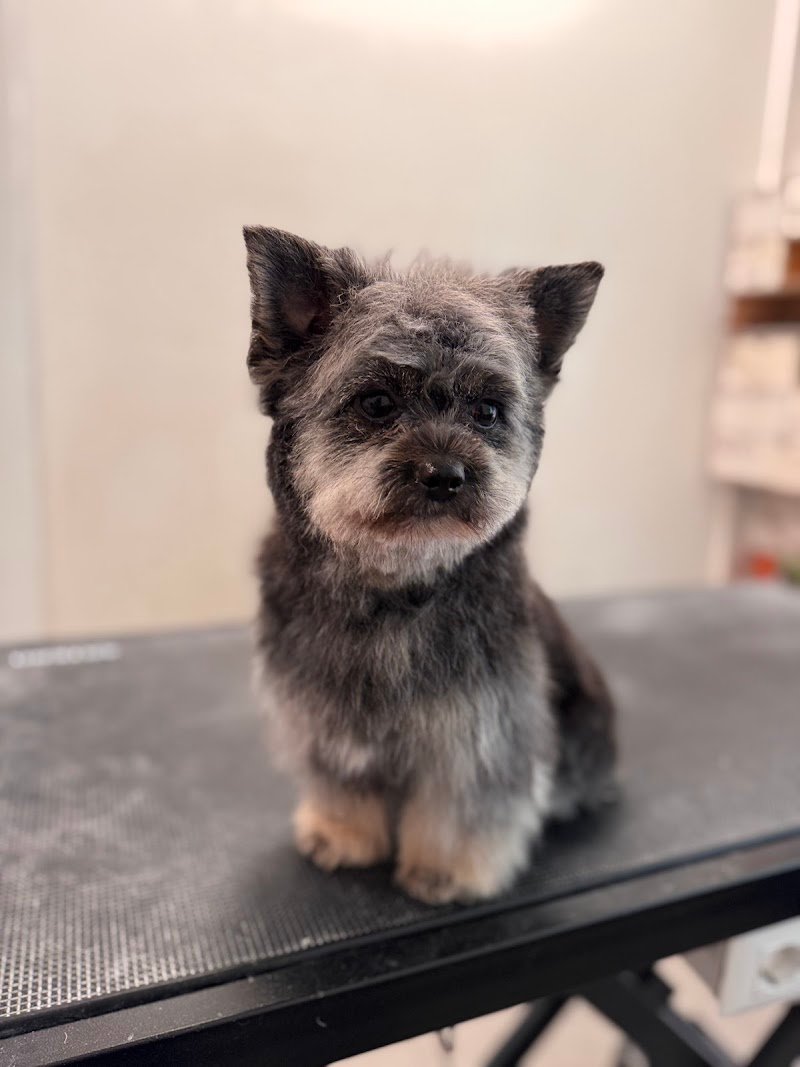 Toelettatura Bau Bau Micio Micio Brescia - Foto 4