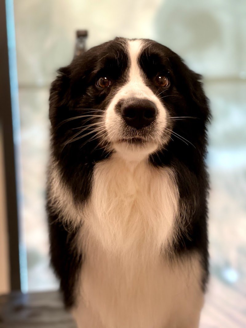 Toelettatura Bau Bau Micio Micio Brescia - Foto 6