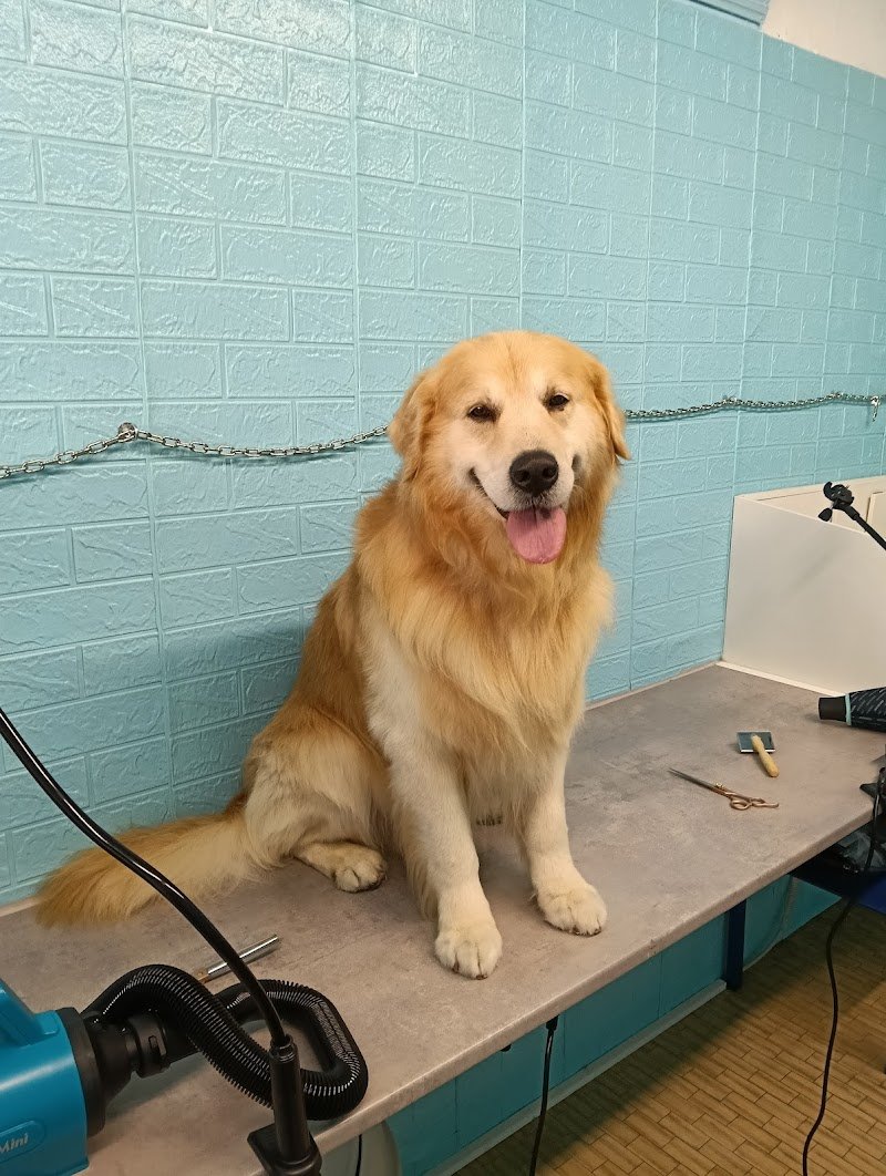 Toelettatura BAU BAU MICIO MICIO - Foto 1