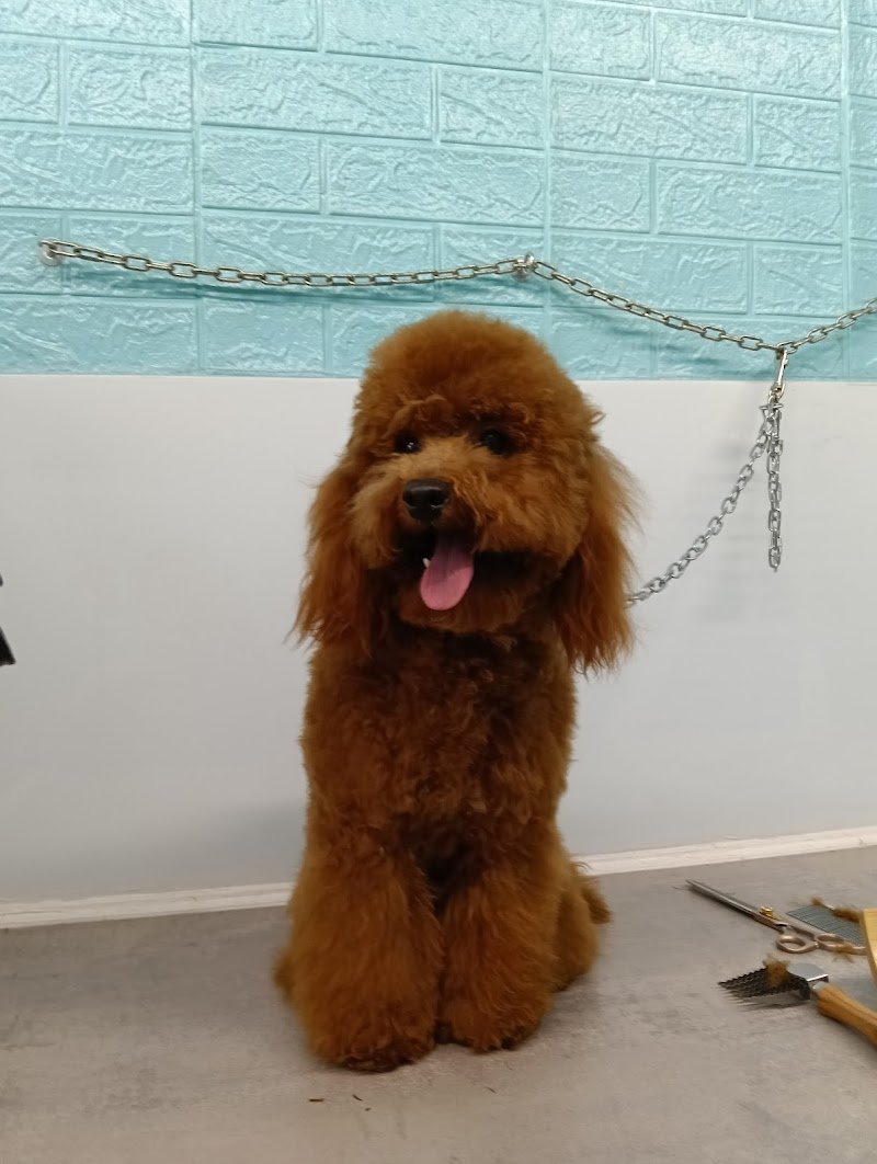 Toelettatura BAU BAU MICIO MICIO - Foto 2