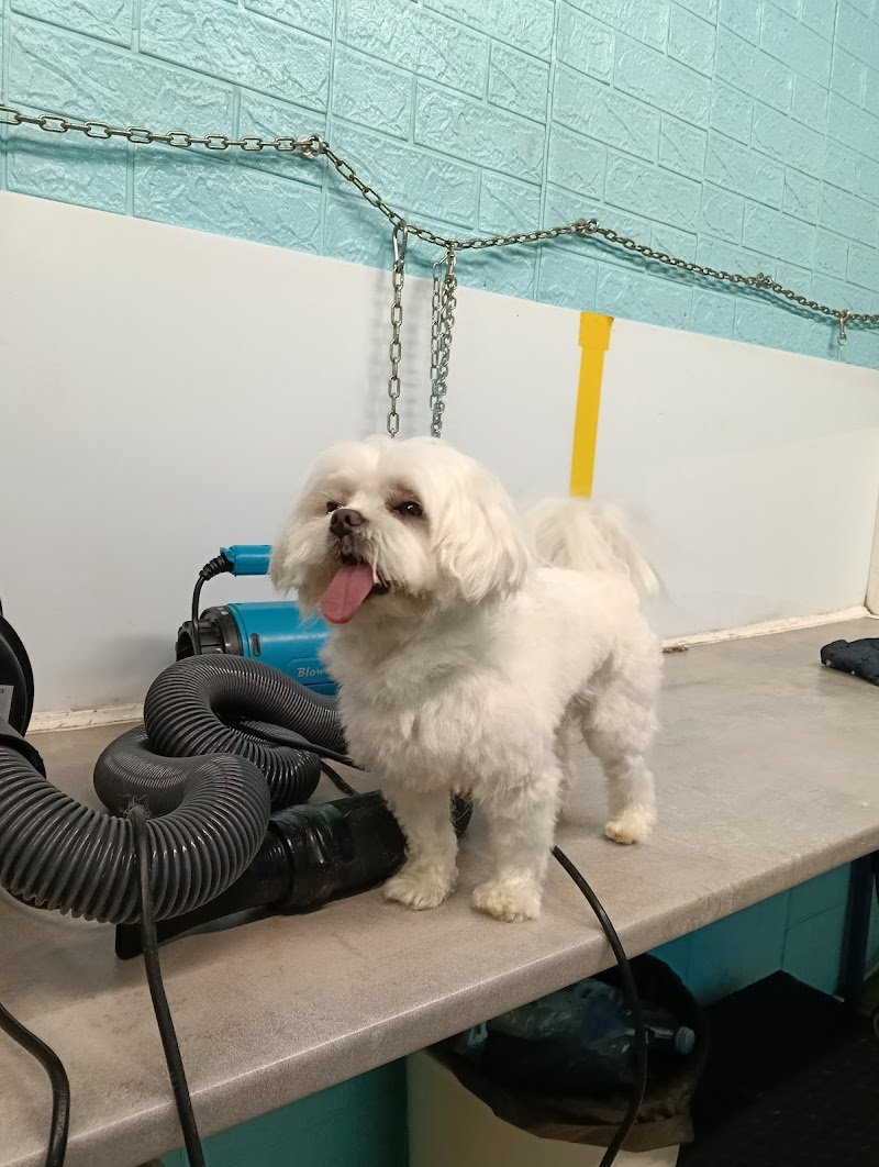 Toelettatura BAU BAU MICIO MICIO - Foto 3