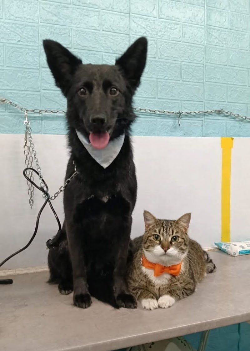 Toelettatura BAU BAU MICIO MICIO - Foto 4