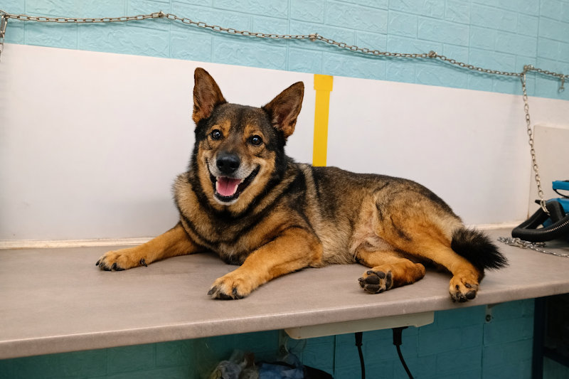 Toelettatura BAU BAU MICIO MICIO - Foto 5