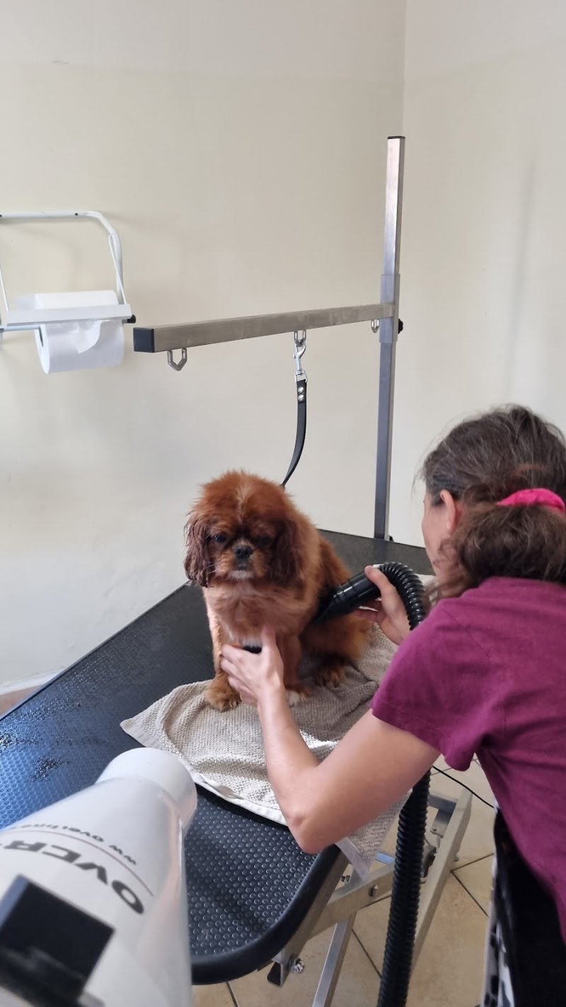 Toelettatura Bau e Miao - Foto 1