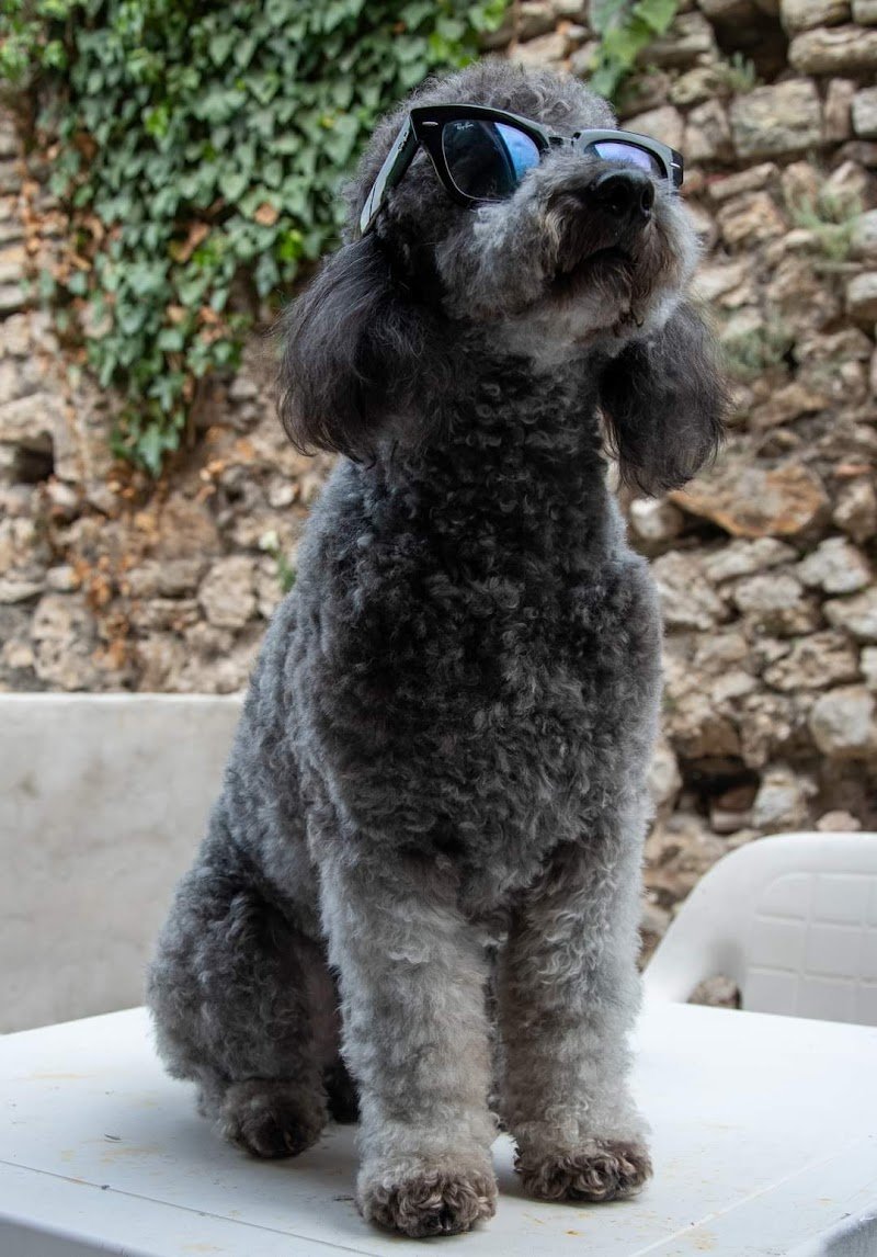 Toelettatura Bau e Miao - Foto 2