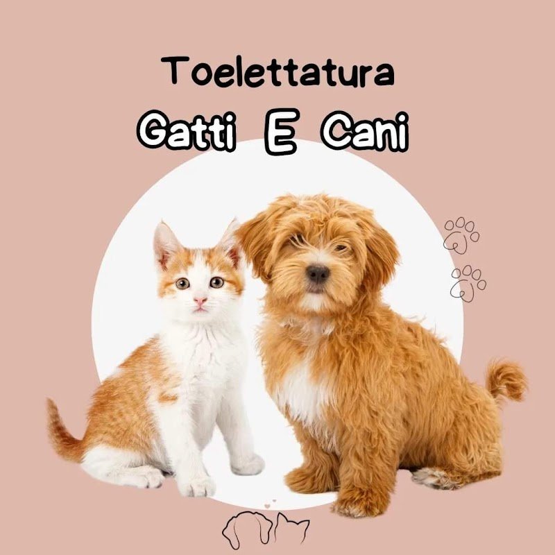 Toelettatura Bau e Miao - Foto 3