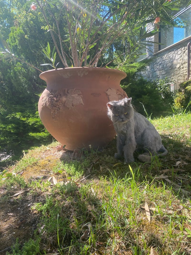 Toelettatura Bau e Miao - Foto 4