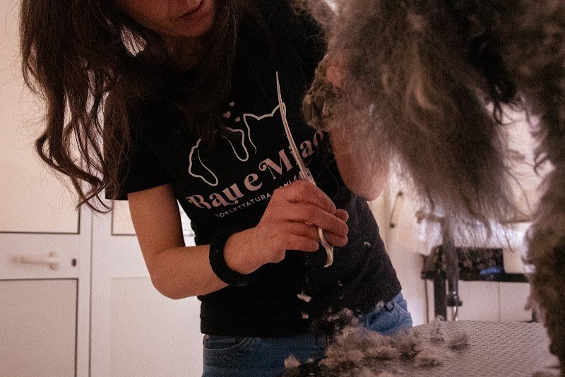 Toelettatura Bau e Miao - Foto 5