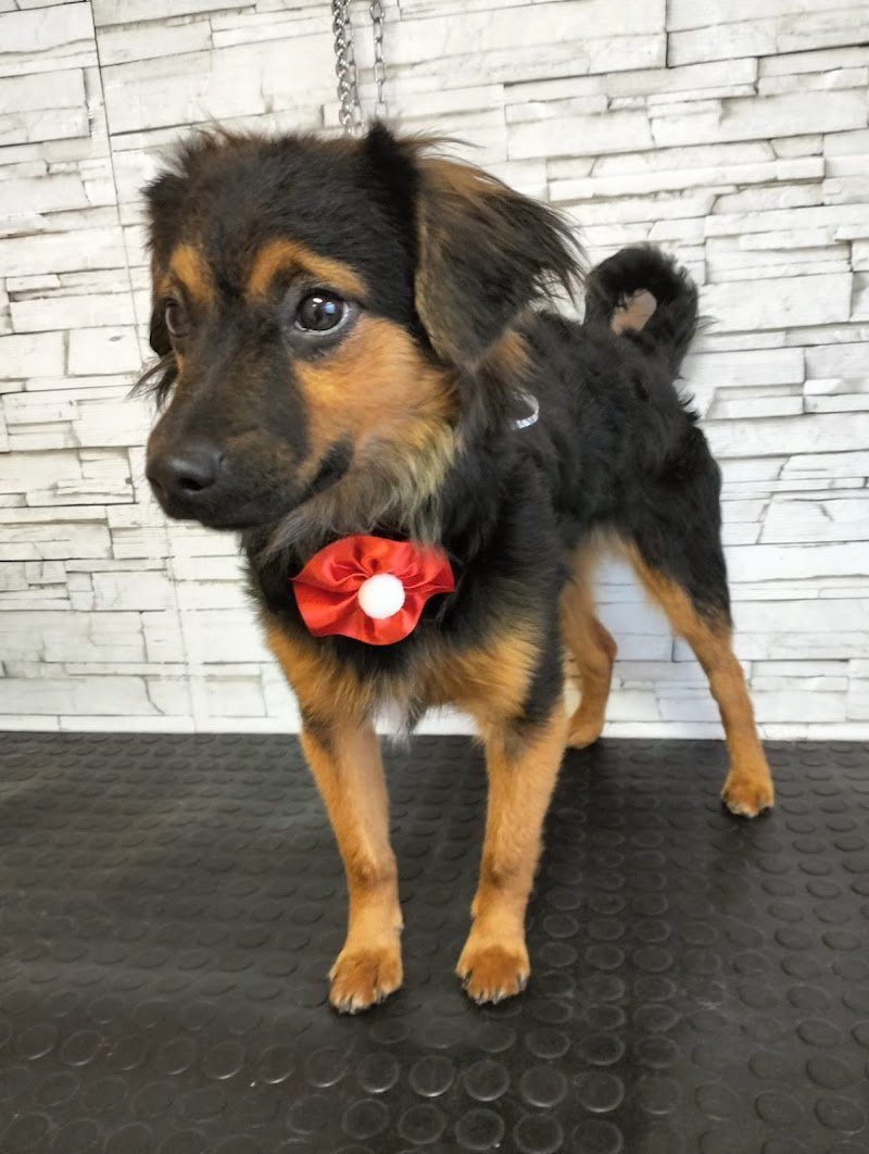 Toelettatura Bau Lover - Foto 1