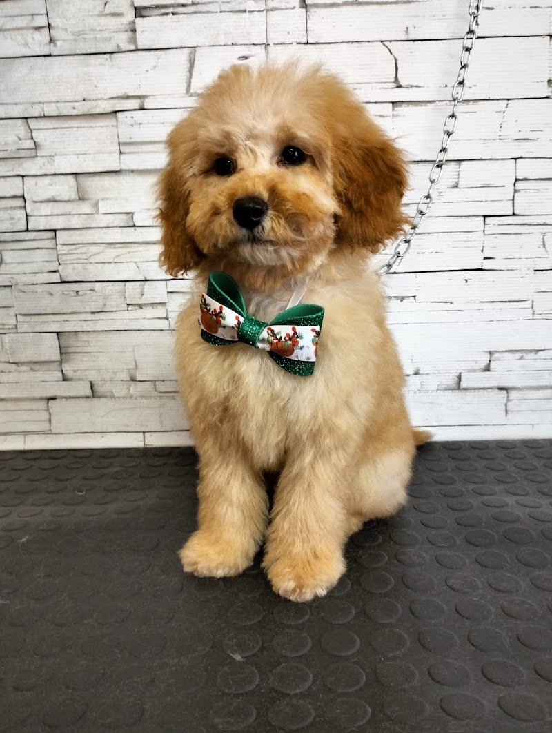 Toelettatura Bau Lover - Foto 2