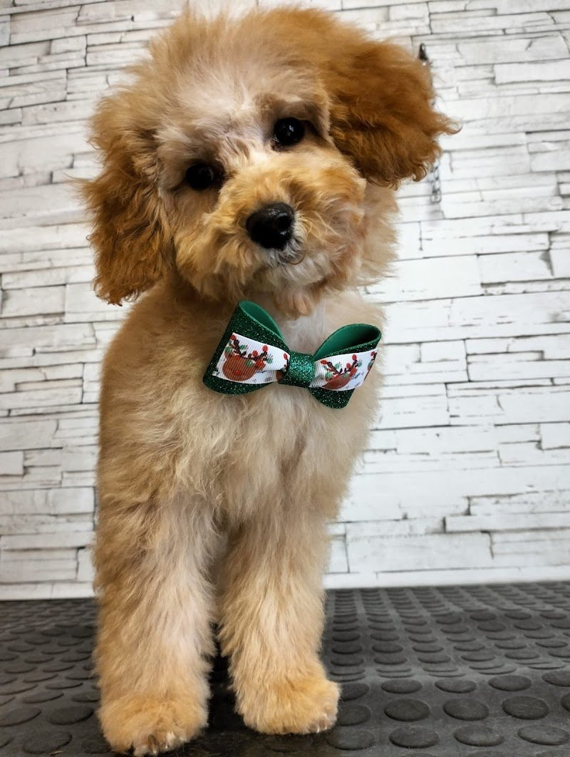 Toelettatura Bau Lover - Foto 6