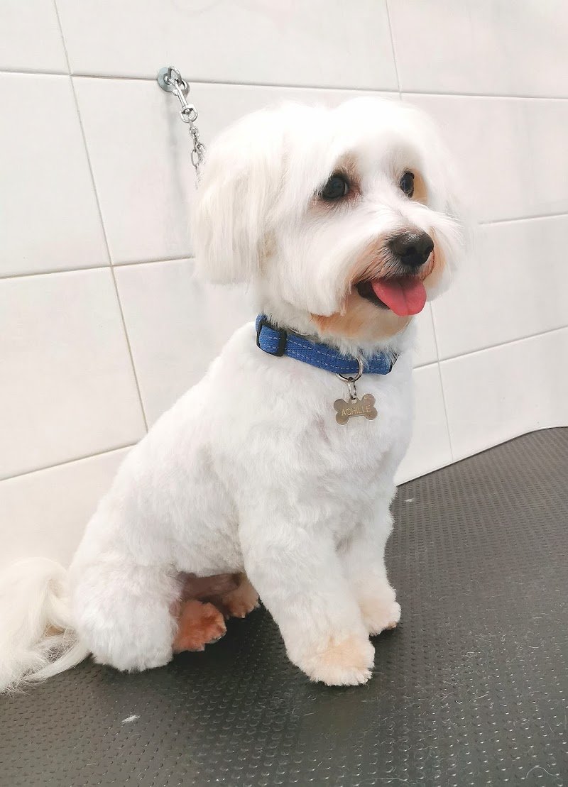 Toelettatura Bauberia - Foto 1