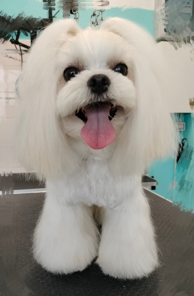 Toelettatura Bauberia - Foto 2