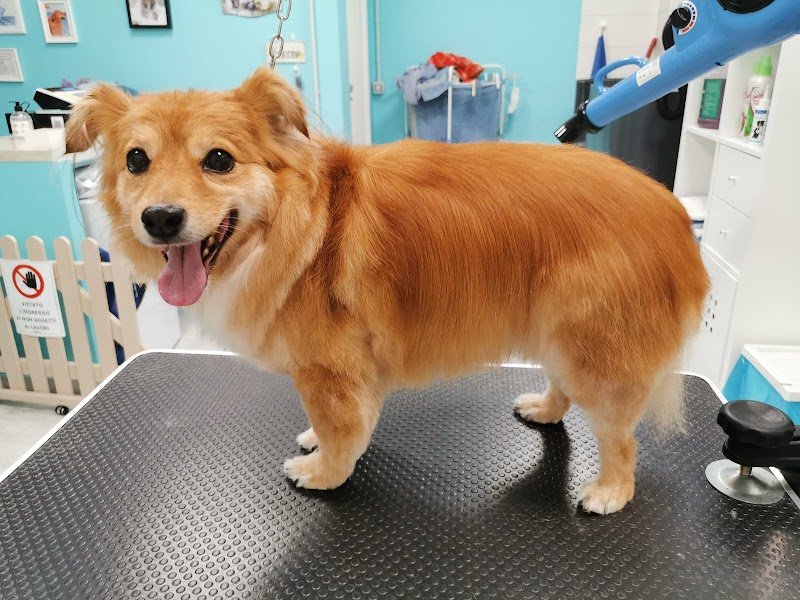 Toelettatura Bauberia - Foto 3