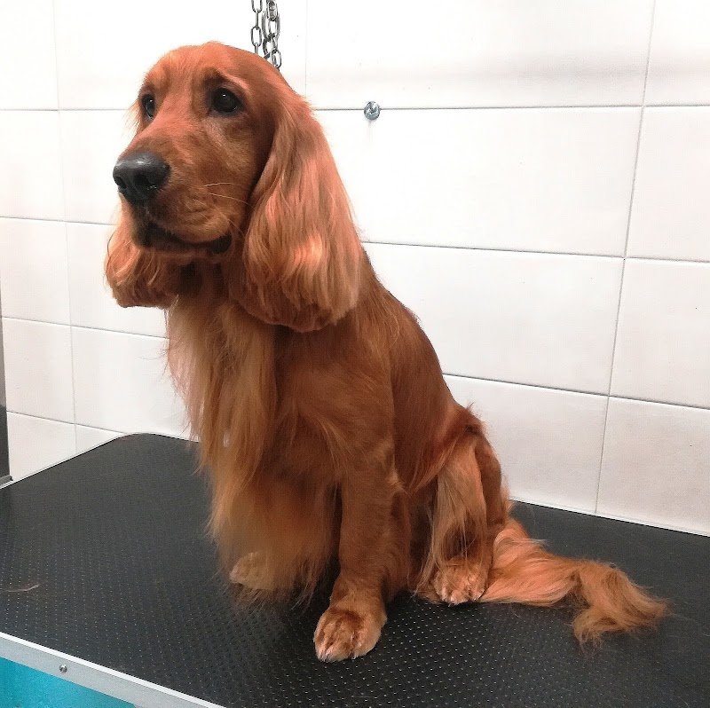 Toelettatura Bauberia - Foto 4