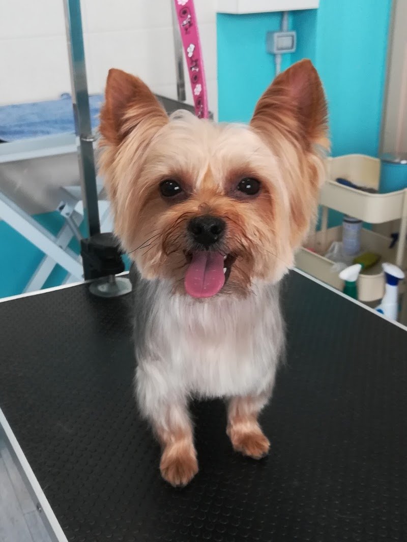 Toelettatura Bauberia - Foto 5