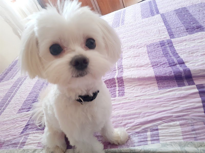 Toelettatura Beautiful Pet - Foto 2