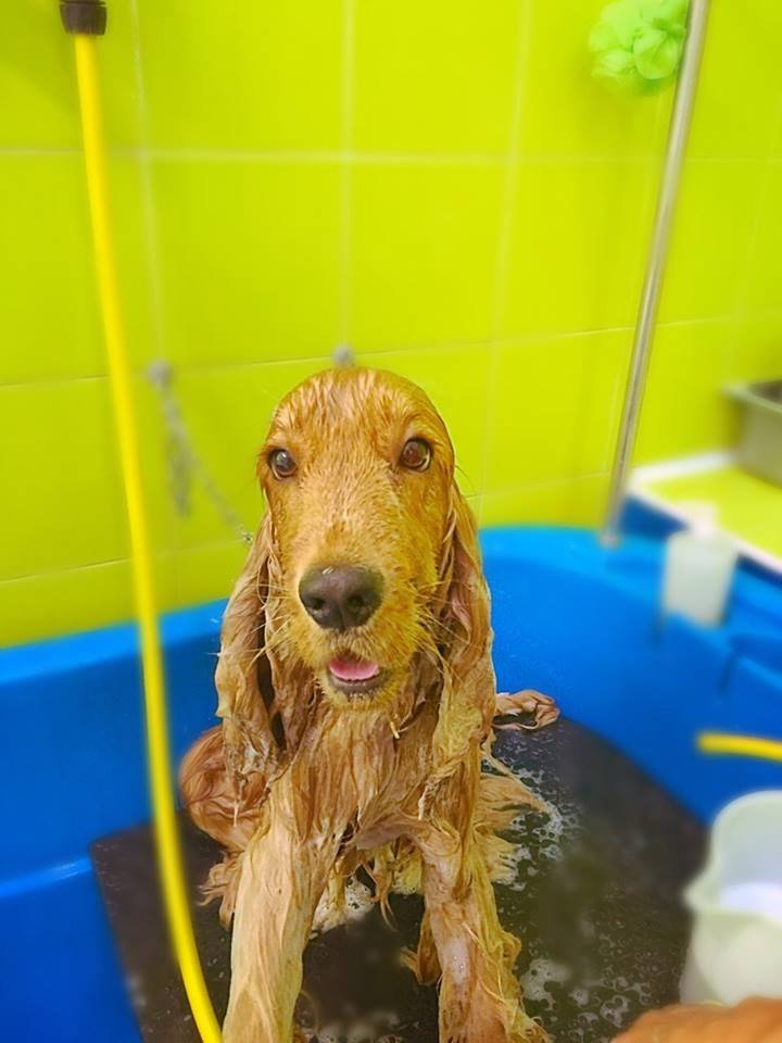 Toelettatura Beautiful Pet - Foto 4