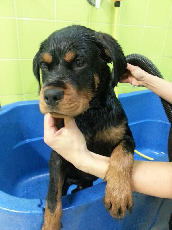 Toelettatura Beautiful Pet - Foto 5