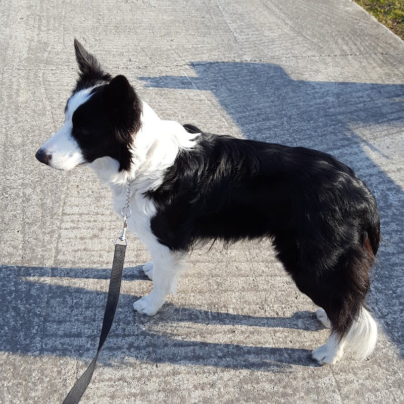 Toelettatura Beauty Dog - Foto 1