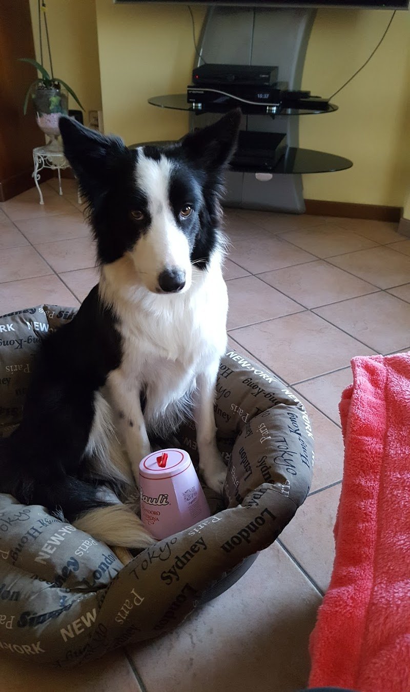 Toelettatura Beauty Dog - Foto 2