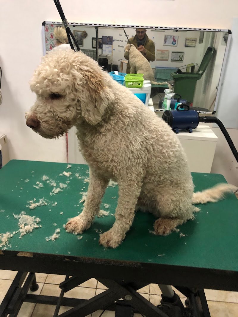 Toelettatura Beauty Dog - Foto 1