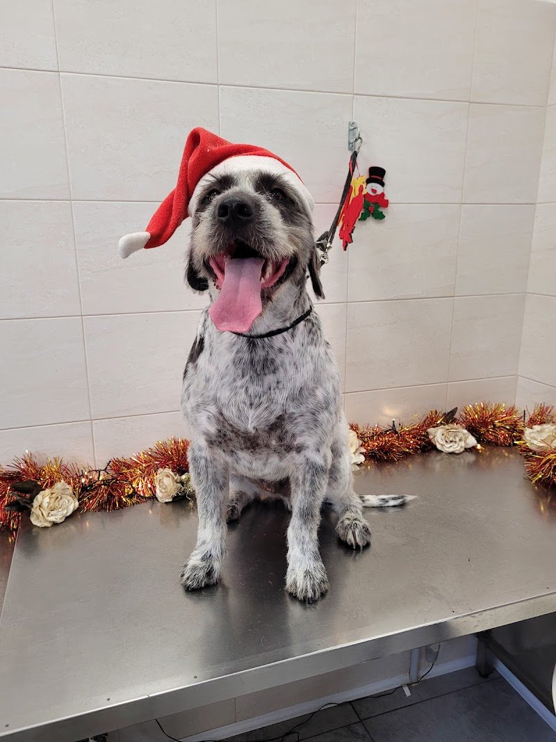 Toelettatura Beauty Dog - Foto 2