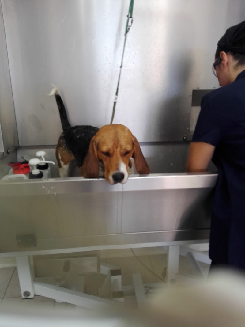 Toelettatura Beauty Dog - Foto 3