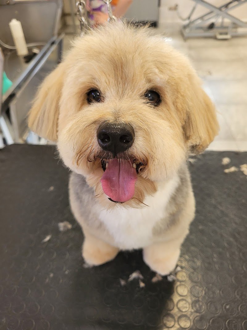 Toelettatura Beauty Dog - Foto 4