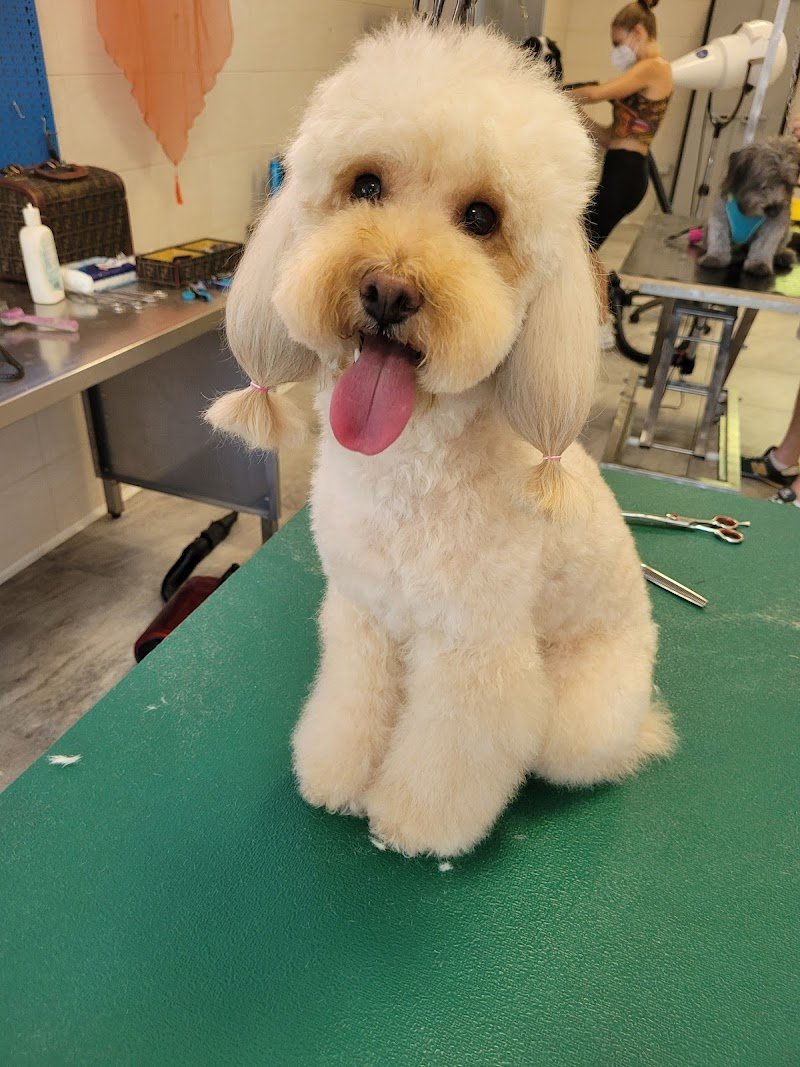 Toelettatura Beauty Dog - Foto 5