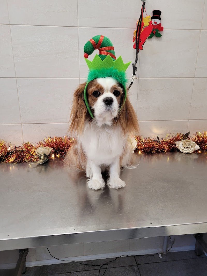 Toelettatura Beauty Dog - Foto 6