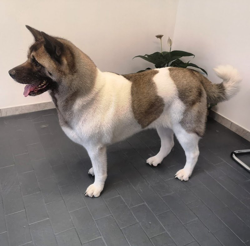 Toelettatura Beauty Farm di Sara Massarutto - Foto 1