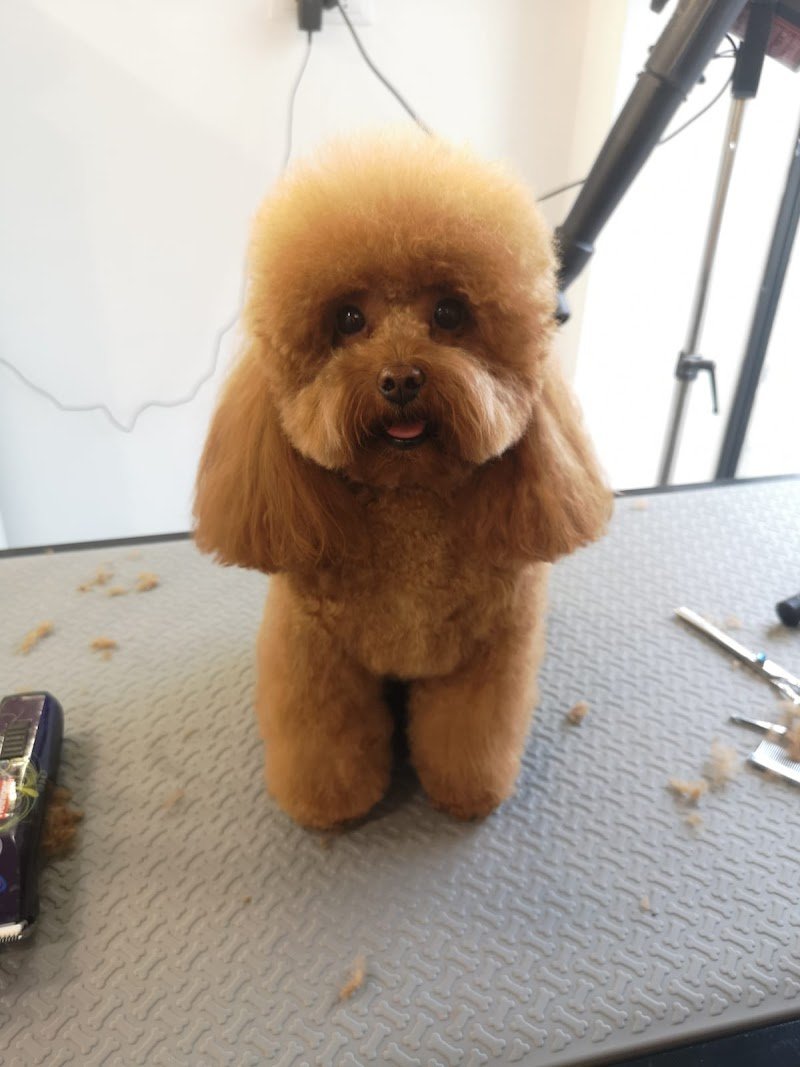 Toelettatura Beauty Farm di Sara Massarutto - Foto 2