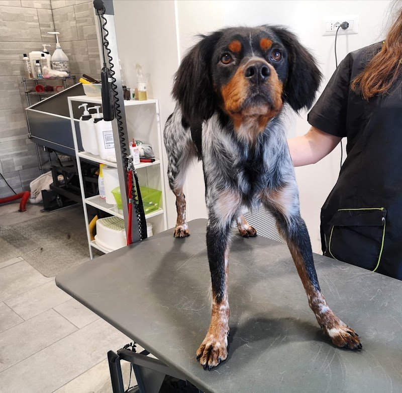 Toelettatura Beauty Farm di Sara Massarutto - Foto 4