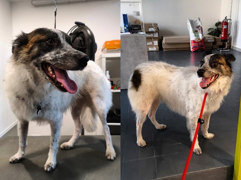 Toelettatura Beauty Farm di Sara Massarutto - Foto 5