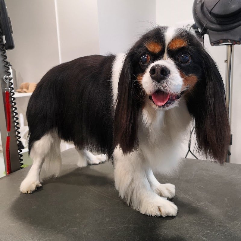 Toelettatura Beauty Farm di Sara Massarutto - Foto 6