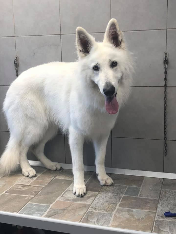 Toelettatura Beauty Friends di Marconi Giada - Foto 1