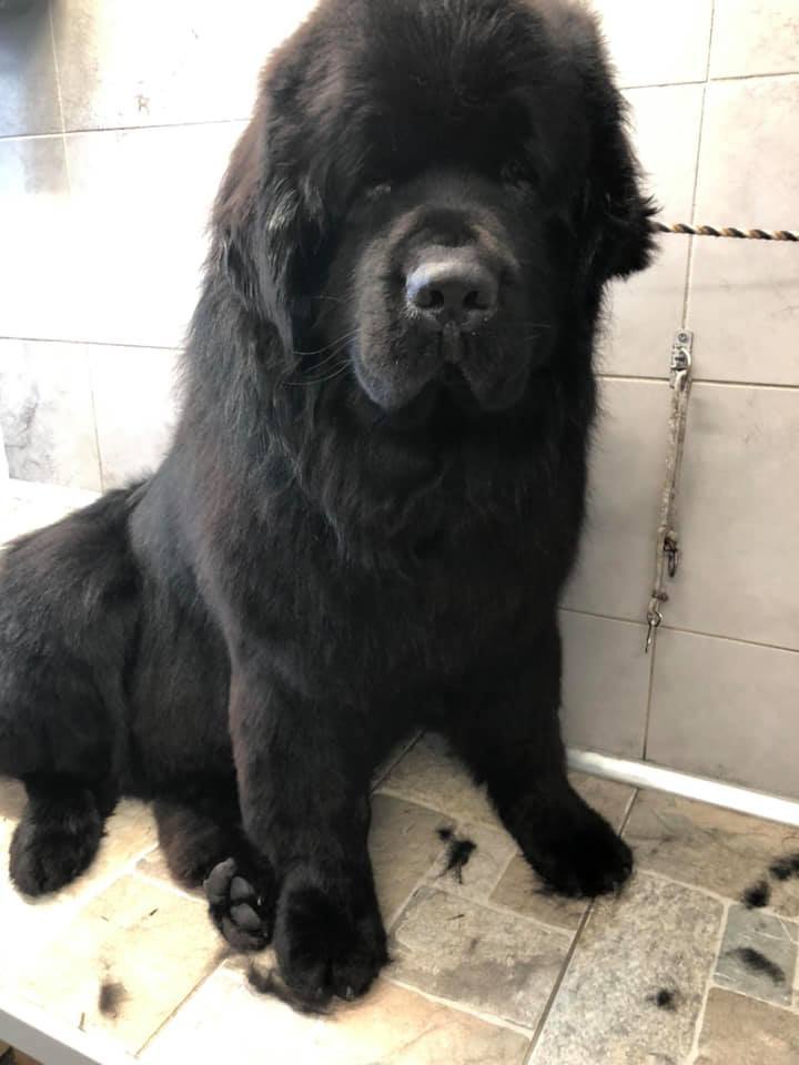 Toelettatura Beauty Friends di Marconi Giada - Foto 2