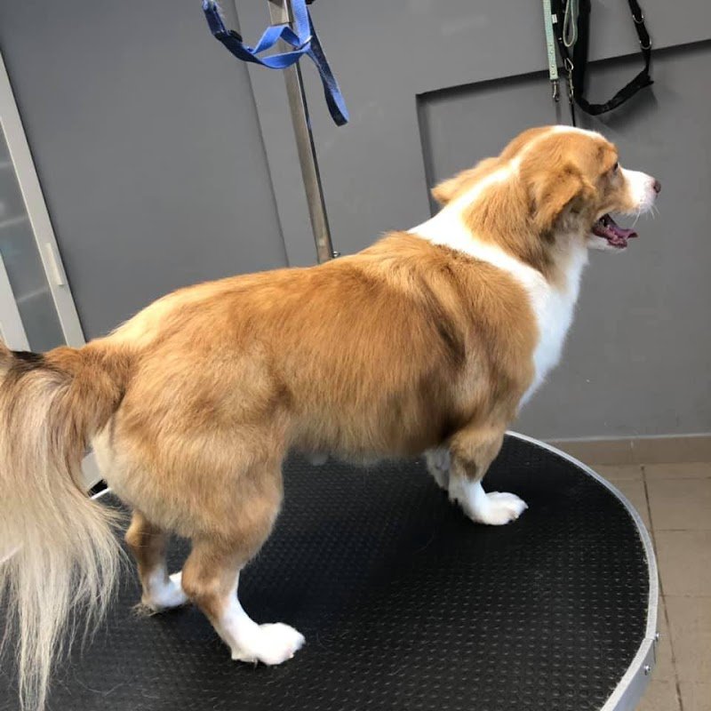 Toelettatura Beauty Friends di Marconi Giada - Foto 3