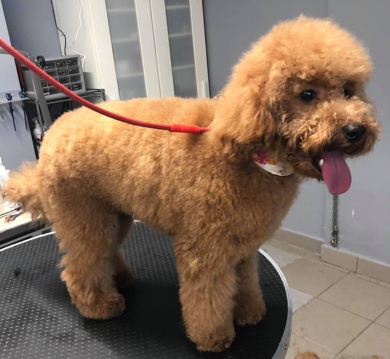 Toelettatura Beauty Friends di Marconi Giada - Foto 4