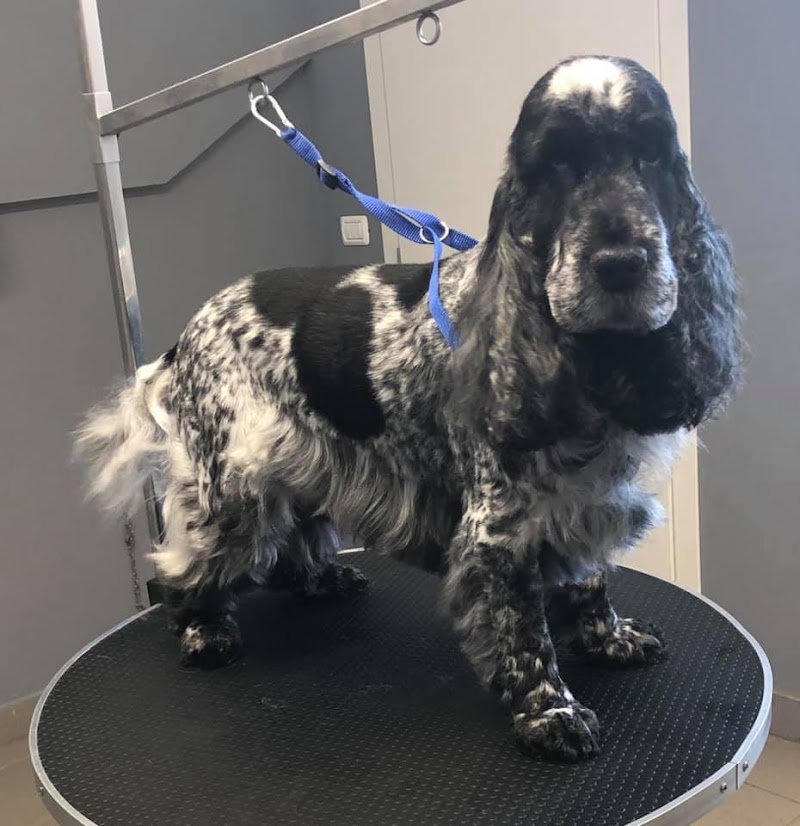 Toelettatura Beauty Friends di Marconi Giada - Foto 5