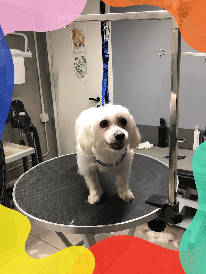 Toelettatura Beauty Friends di Marconi Giada - Foto 6