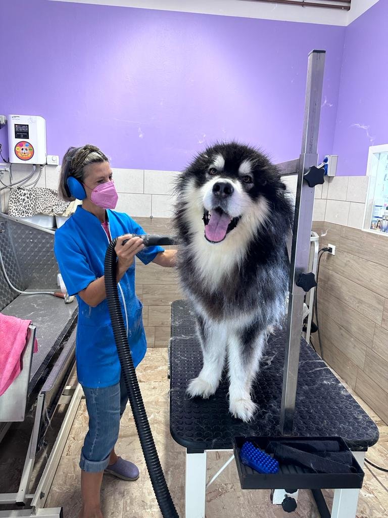 Toelettatura Beauty Pet By Annalisa Vianello - Foto 1