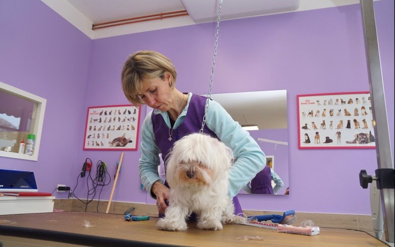 Toelettatura Beauty Pet By Annalisa Vianello - Foto 3