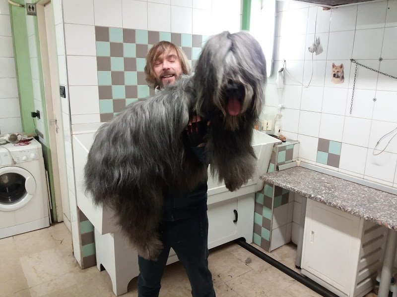 Toelettatura Beauty Pet - Foto 1