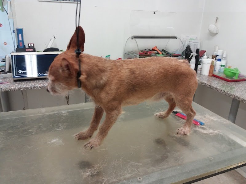 Toelettatura Beauty Pet - Foto 2