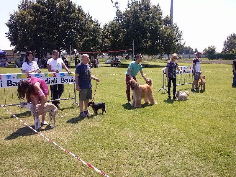 Toelettatura Beauty Pet - Foto 3