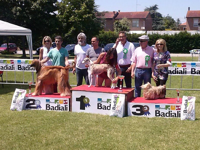 Toelettatura Beauty Pet - Foto 4